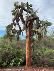 Galapagos-Pflanzen42.jpg